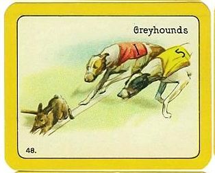 48 Greyhounds